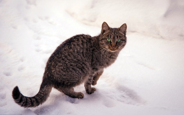 Cat snow curious green eyes free wallpaper - medium preview image
