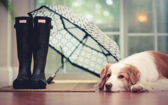 Shiba inu dog floor boots free wallpaper - medium preview image