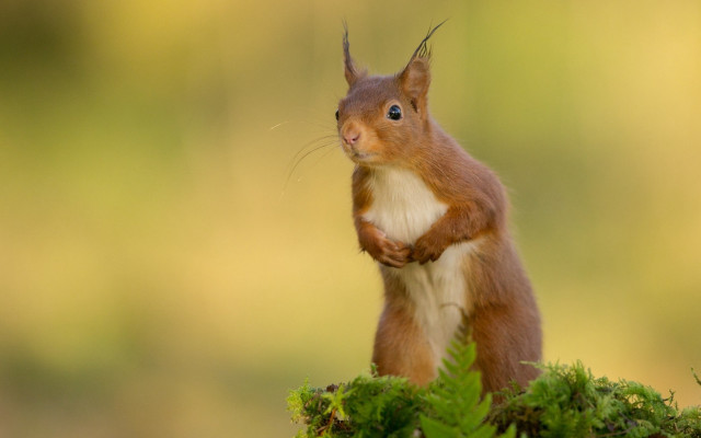 Red squirrel green plant mossy free wallpaper - medium preview image