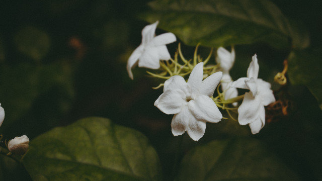 White flower green leaves blurry #4 free wallpaper - medium preview image