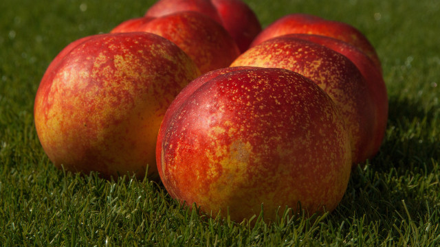 Apples green field macro food free wallpaper - medium preview image