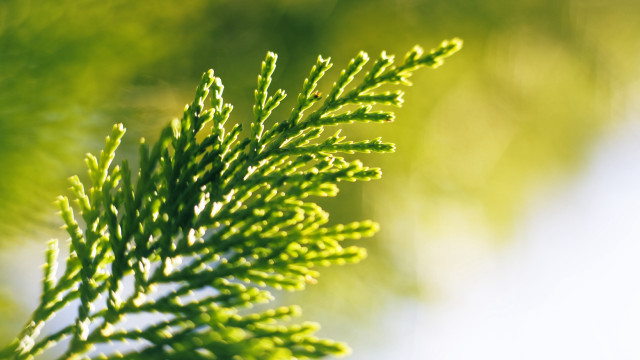 Green branch macro blurry background free wallpaper - medium preview image