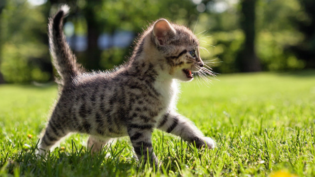 Kitten running in grass action free wallpaper - medium preview image