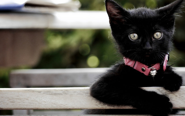 Black cat pink collar serious free wallpaper - medium preview image