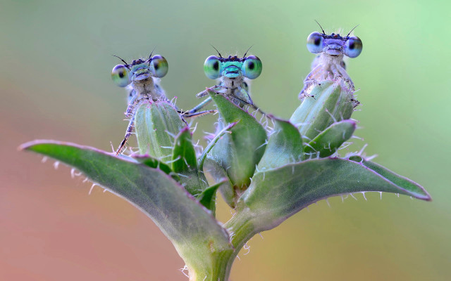 Three bugs on plant stem free wallpaper for desktop - medium preview image