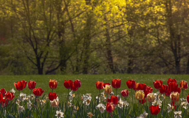 Red flower field sunset bench free wallpaper - medium preview image