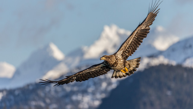 Large bird flying over mountains free wallpaper - medium preview image