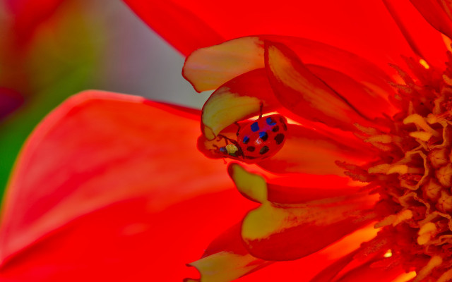 Ladybug redflower greenbackground macrofire flame free wallpaper - medium preview image