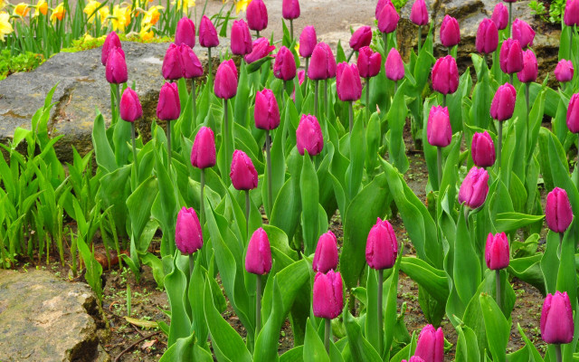 Pink flower field green leaves free wallpaper - medium preview image