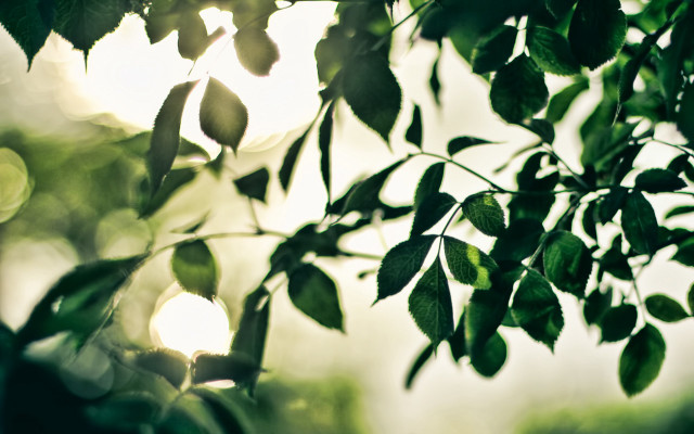 Tree leaves sunshine macro lens free wallpaper - medium preview image