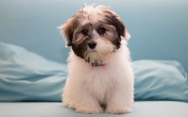 Small dog blue couch blurry free wallpaper - medium preview image
