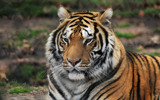 Tiger laying in grass looking #3 free wallpaper - medium preview image