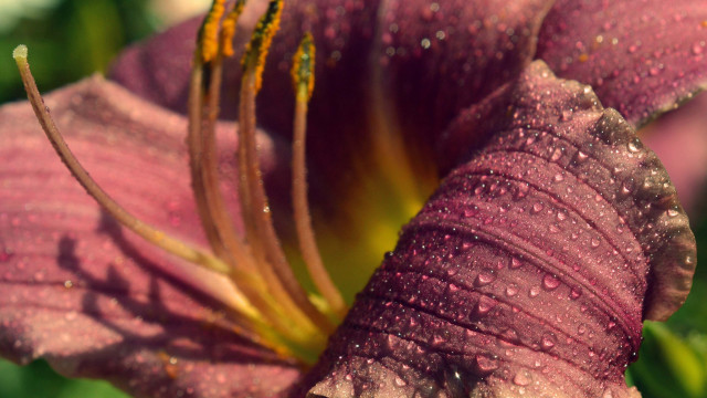 Purple flower water droplets macro #13 free wallpaper - medium preview image