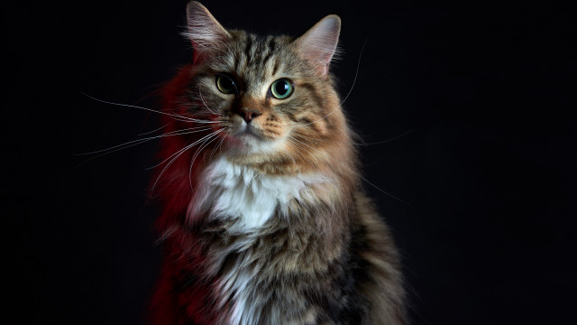 Cat red tail black background free wallpaper - medium preview image