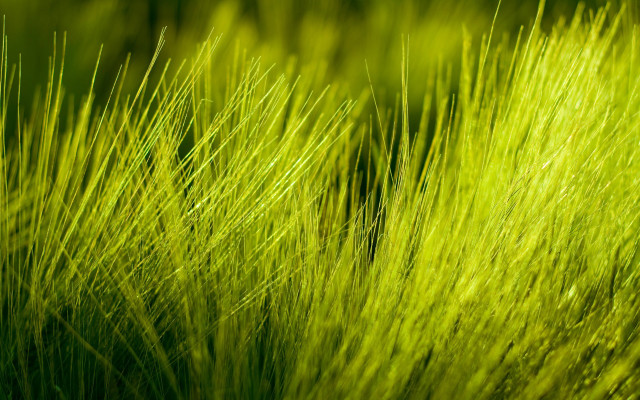 Green grass closeup blurry background #3 free wallpaper - medium preview image