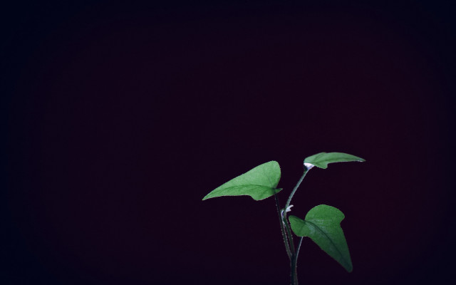Plant long stem single bud free wallpaper - medium preview image