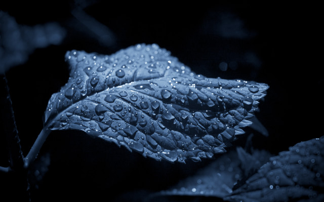 Leaf water droplets dark night free wallpaper - medium preview image