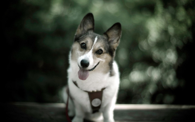 Shiba inu dog bench sunny free wallpaper - medium preview image
