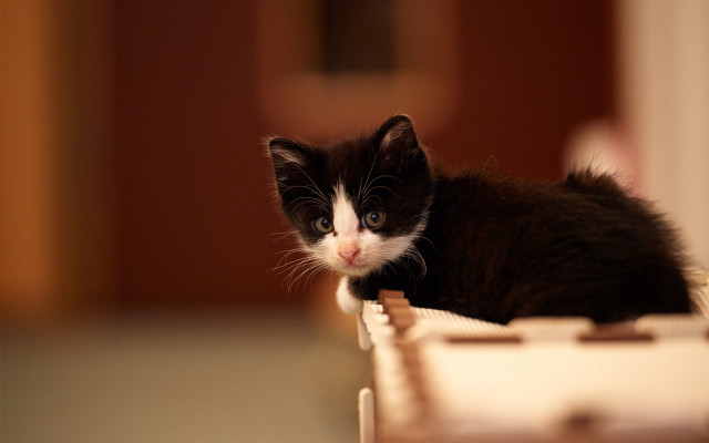 Black white kitten table door free wallpaper - medium preview image