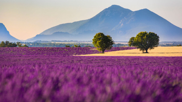 Lavender field mountain sunset impressionist free wallpaper - medium preview image