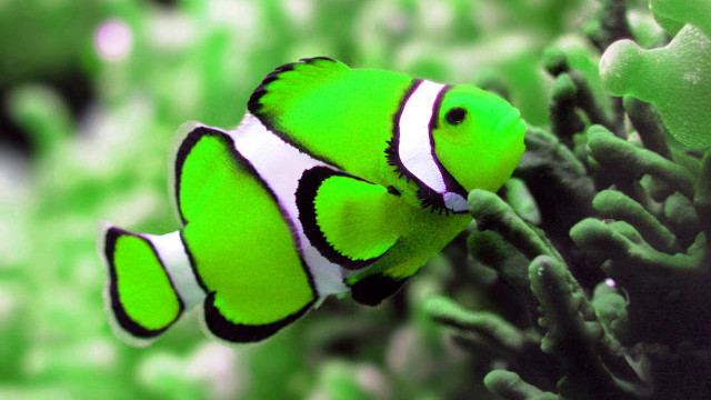 Green white clown fish coral free wallpaper - medium preview image