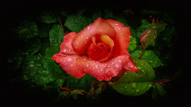 Red rose water droplets dark #4 free wallpaper - medium preview image