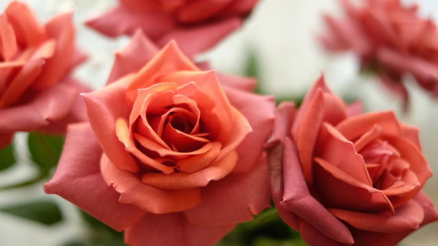 Red roses vase bokeh macro free wallpaper - medium preview image