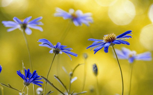Blue flower bokeh yellow background free wallpaper - medium preview image