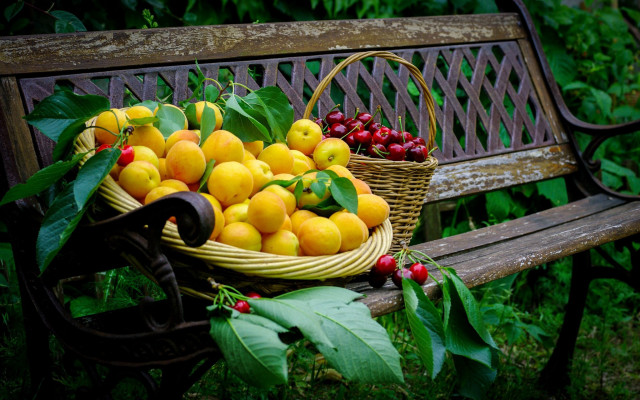 Basket fruit bench tree bushes free wallpaper - medium preview image