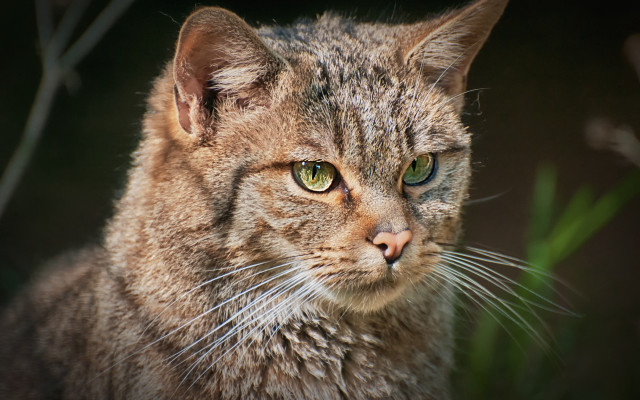Cat green eyes tiltshift animal free wallpaper - medium preview image