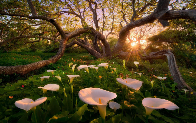 Flower field sunset trees fallen free wallpaper - medium preview image
