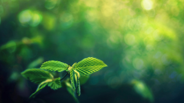Green leaf butterfly bokeh nature free wallpaper - medium preview image