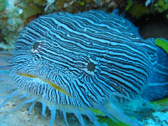 Blue white sea anemone coral free wallpaper - medium preview image