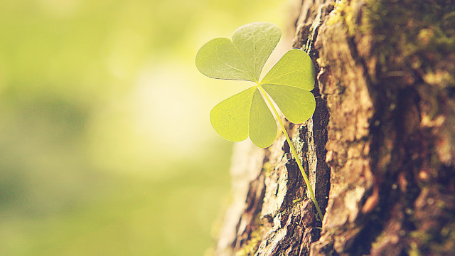 Four leaf clover tree forest free wallpaper - medium preview image