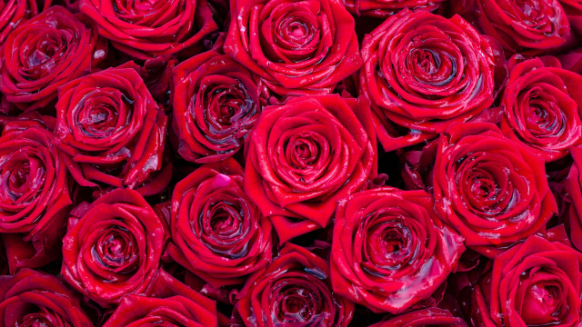Red roses water droplets macro #7 free wallpaper - medium preview image