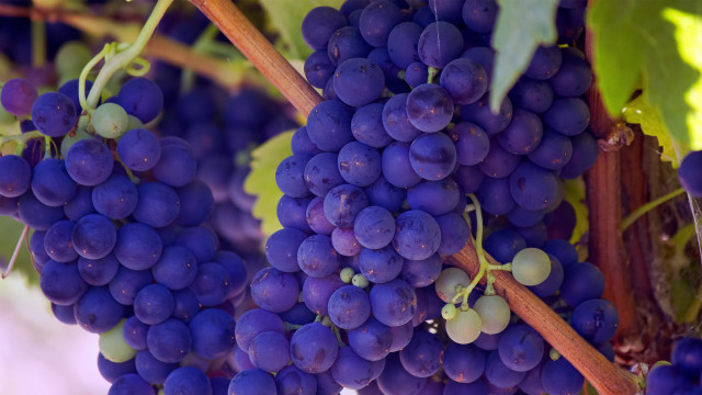 Grapes hanging branch leaves macro #2 free wallpaper - medium preview image