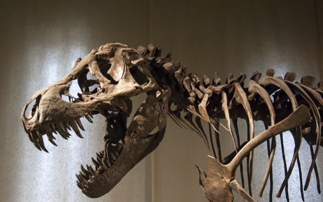 Dinosaur skeleton museum display light free wallpaper - medium preview image