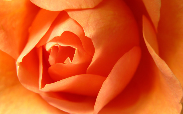 Yellow rose macro flame orange free wallpaper - medium preview image