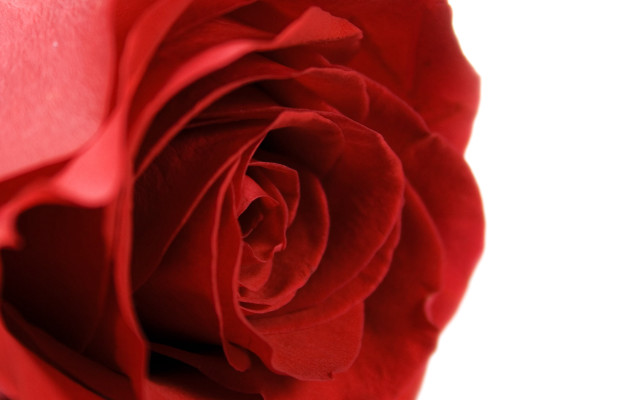 Red rose macro closeup flower free wallpaper - medium preview image