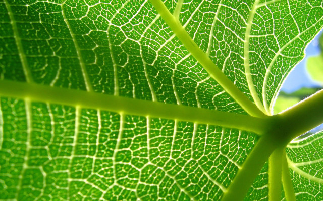 Green leaf blue sky macro #6 free wallpaper - medium preview image