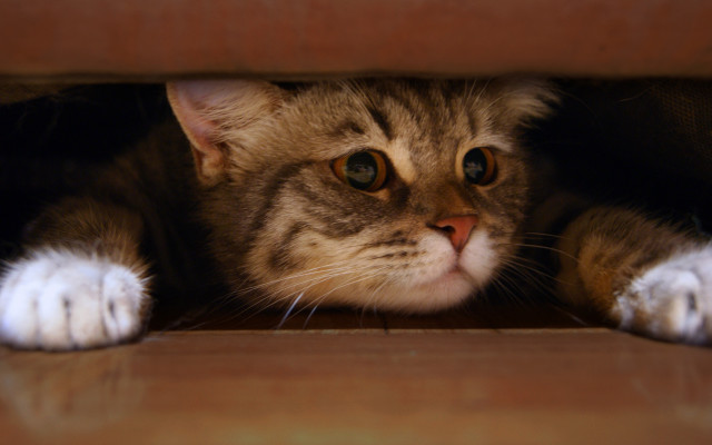 Cat hiding brown box photorealism free wallpaper - medium preview image