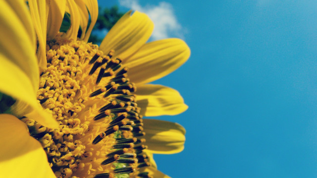 Sunflower blue sky clouds macro #3 free wallpaper - medium preview image
