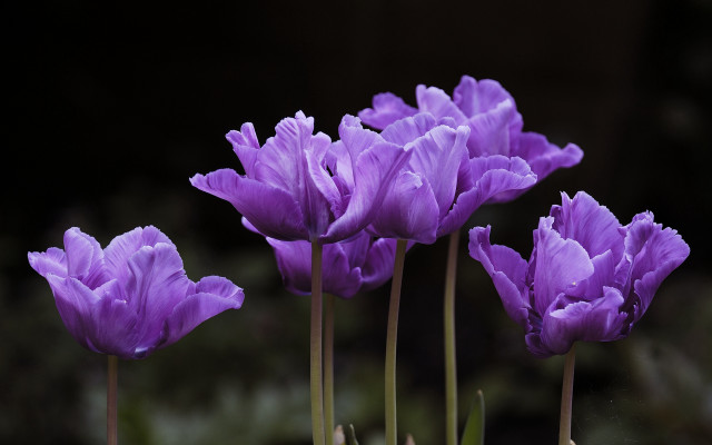 Purple flower group macro hydrangea free wallpaper - medium preview image