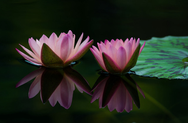 Pink water lilies reflection macro free wallpaper - medium preview image