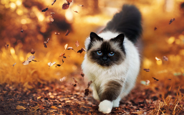 Cat leaves grass autumn blurry free wallpaper - medium preview image