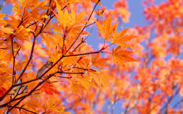 Fall orange leaves blue sky free wallpaper - medium preview image