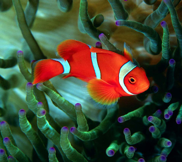 Clown fish aquarium sea anemones free wallpaper - medium preview image