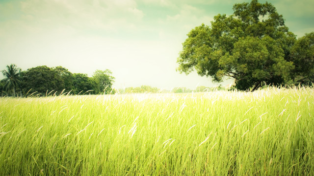 Field tree clouds garden nature free wallpaper - medium preview image