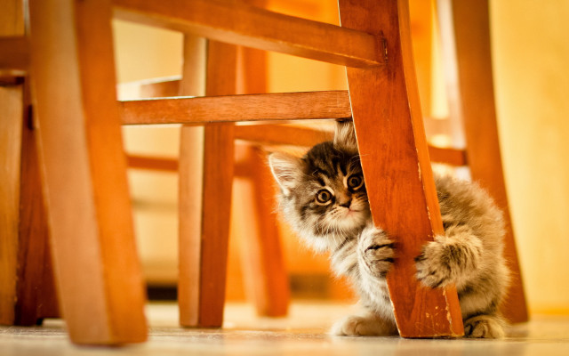 Kitten hiding under chair curious free wallpaper - medium preview image