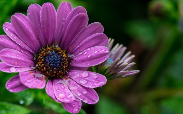 Purple hydrangea waterdroplets macro nature free wallpaper - medium preview image
